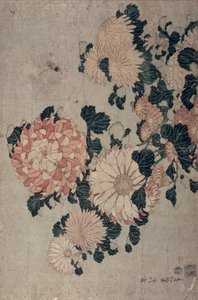 Chrysanthemums