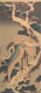 Cranes on Branch of Snow-covered Pine