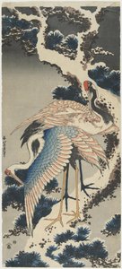 Cranes on Pine