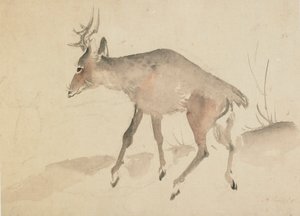 Deer