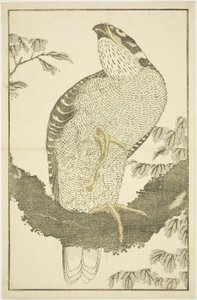Hawk, from The Picture Book of Realistic Paintings of Hokusai by Katsushika Hokusai