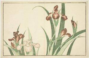 Iris, from The Picture Book of Realistic Paintings of Hokusai by Katsushika Hokusai
