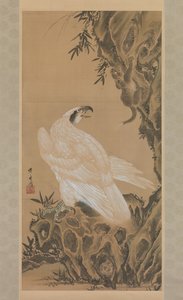 White Eagle Eyeing a Mountain Lion
