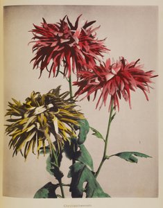 Chrysanthemum