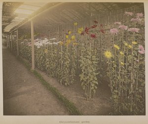 Chrysanthemum Garden by Kazumasa Ogawa