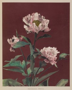 Herbaceous Peony