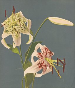 Lilies, 1897