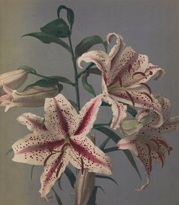 Lily, 1896