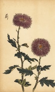 Hybrid Purple Chrysanthemum (engraving)