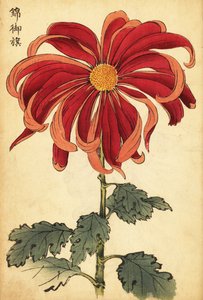 Hybrid Scarlet and Pink Chrysanthemum (1893)