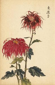 Hybrid spotted scarlet and pink quill chrysanthemum (1893)