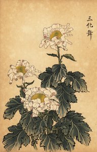 Hybrid white and pink chrysanthemum (1893)