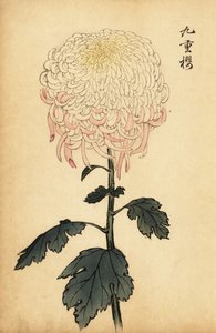 Variegated white and pink chrysanthemum (1893)