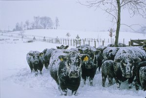 Cattle, Fauquier County, VA, winter, snow, 2006 (photo)
