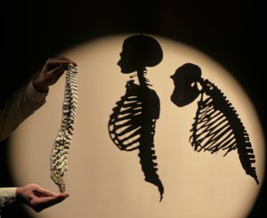 DOH, The First Steps, Spine reconstruction, Bruce Latimer, Cleveland Museum of Natural History by Kenneth Garrett