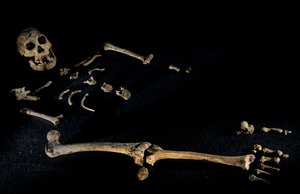 Four foot seven inch tall composite skeleton from individuals found at Dmanisi, 2008