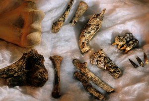 Hominid Bones with Modern Human Humerus for Size Comparison, Drimoleague