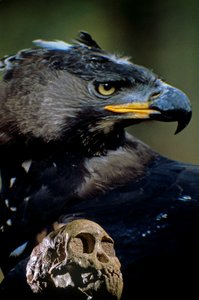 The Taung child skull with the image of a modern African crowned eagle by Kenneth Garrett