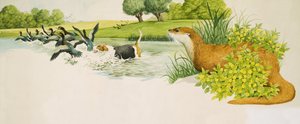 An Otter Watches a Dog Chasing Ducks