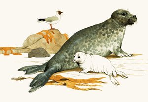 Female Grey Seal with Pup