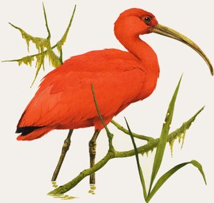 I for Ibis