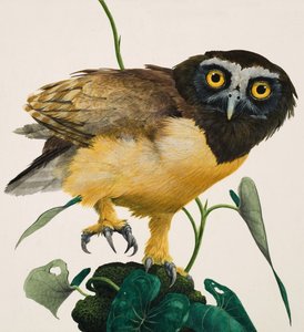 Spectacled Owl