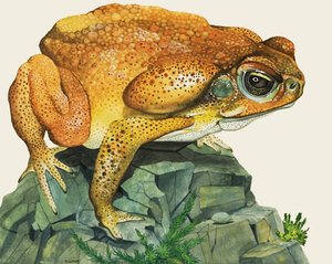 The Giant Toad