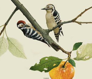 The Lesser Spotted Woodpecker, Male and Female