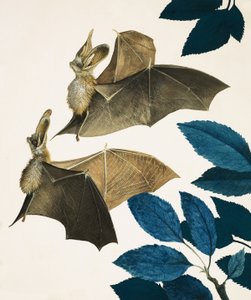 The Long-Eared Bat
