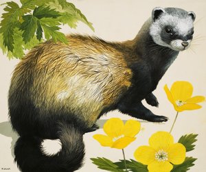 The Polecat