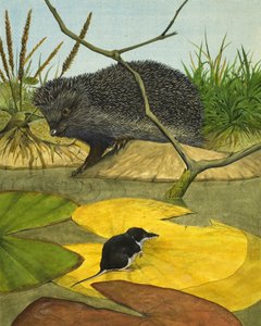 Water Shrew and Hedgehog