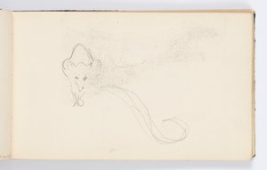 Sketchbook Page: Sketch of a Genet by Kenyon Cox