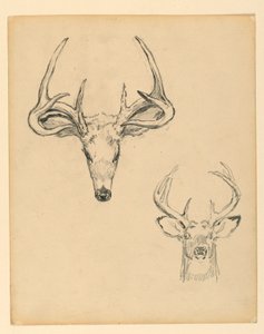 Study of Stag Head by Kenyon Cox