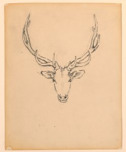 Study of Stag Head by Kenyon Cox