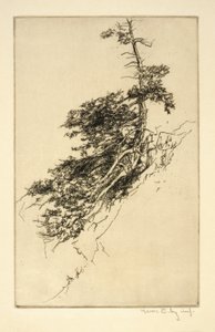 Little Rock Pine