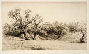 Oaks in Windsor Park