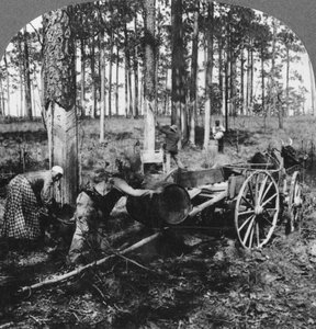 In a Great Pine Forest, Collecting Turpentine, North Carolina, USA