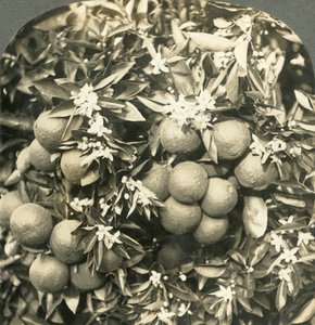 Orange Blossoms and Mature Oranges Growing on the Same Tree, California, c1900