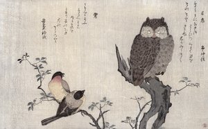 An Owl and two Eastern Bullfinches, from an album 