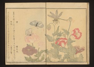 Butterflies and dragonfly near poppies by Kitagawa Utamaro