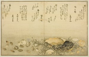 Chidori-gai, itaya-gai, awabi, utsuse-gai, asari-gai, and monoara-gai, from the illustrated book "Gifts from the Ebb Tide" by Kitagawa Utamaro