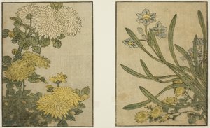 Chrysanthemum and Narcissus, from the illustrated book "Picture Book: Flowers of the Four Seasons," vol. 2 by Kitagawa Utamaro