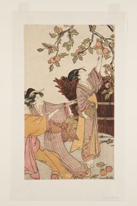 Gathering Persimmons