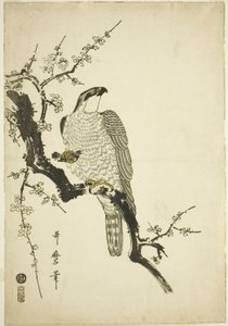 Hawk on a Plum Branch