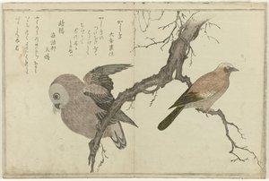 Jay and Owl by Kitagawa Utamaro