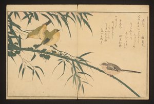 Long-tailed tit and white-eye