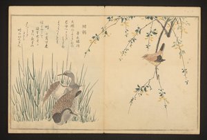 Mallard and Kingfisher by Kitagawa Utamaro