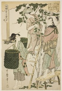 No. 2, from the series "Women Engaged in the Sericulture Industry" by Kitagawa Utamaro