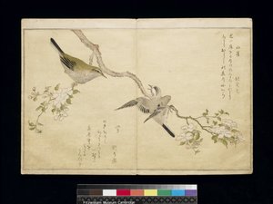 Tit on a Bough on the Right and a Bush-Warbler on a Branch on the Left, from an Album 