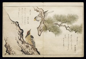 Hawfinch and a Woodpecker, from an album 